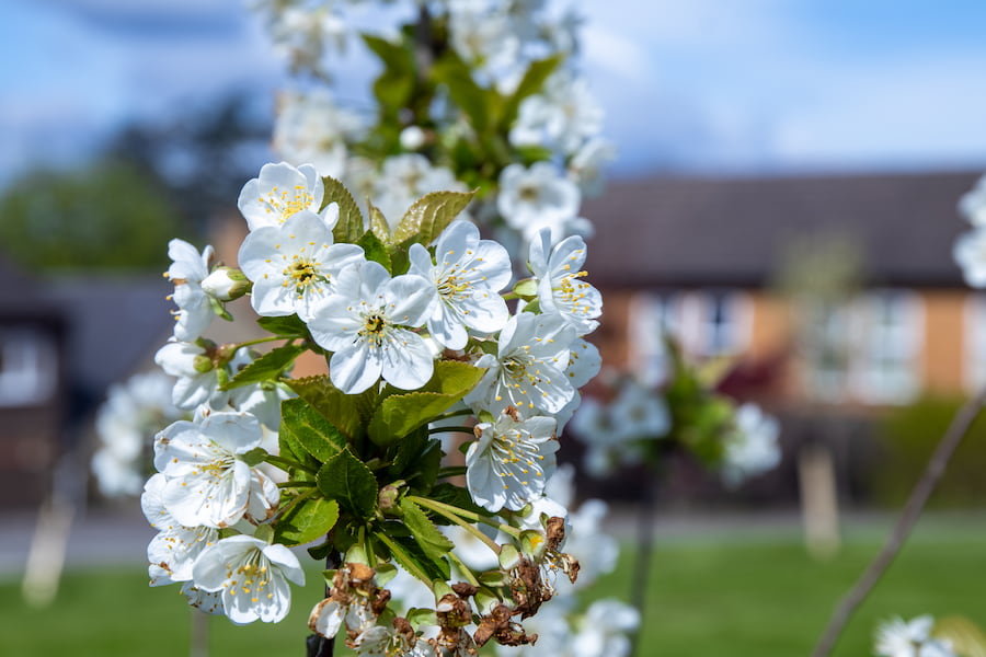 The Spring flowers on an apple tree in the orchard at The Hayes.