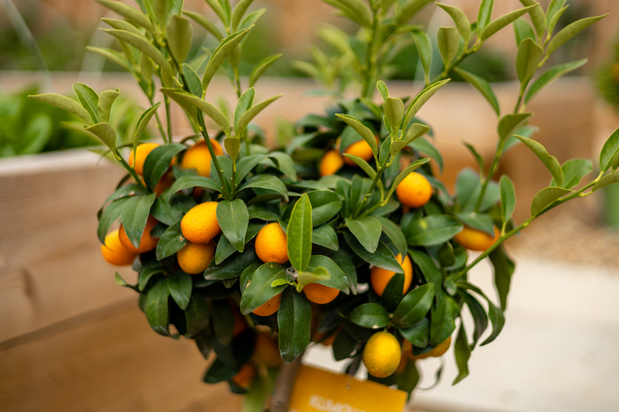 A close up of the Kumquat tree showing lots of ripe orange fruit.