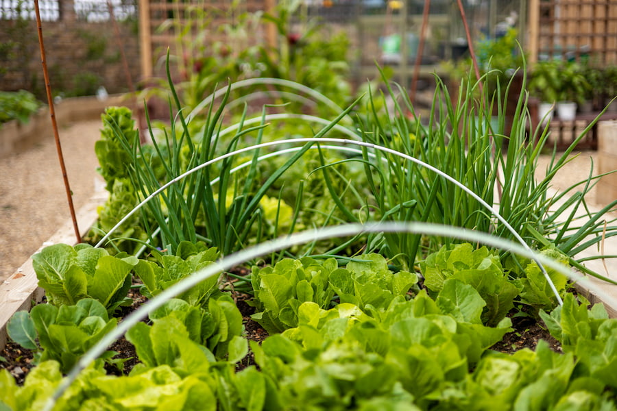 The lettuce, spring onions and kale growing in one of the centre beds.