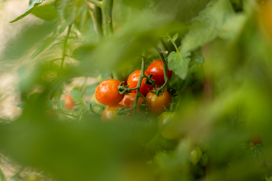 A close up showing a bunch of ripe tomatoes.