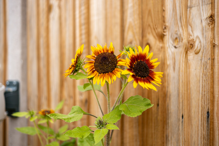 Three sunflowers sitting tall against the fence.