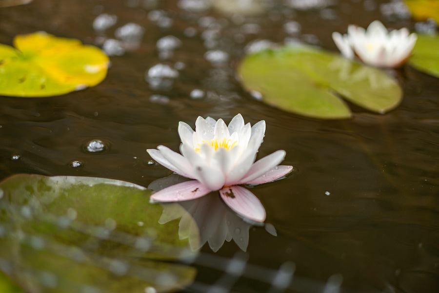 A Water Lily floating on the small pond at the back of the kitchen garden. 