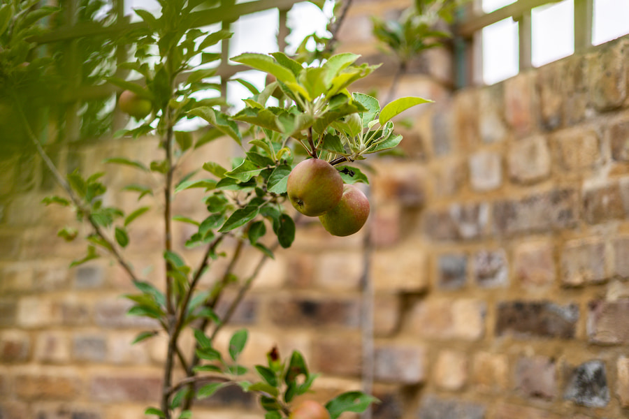 A close up of 2 apples hanging from one of the apple trees.
