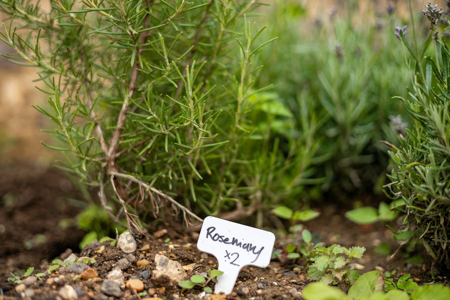 The rosemary plant with a small sign that says 