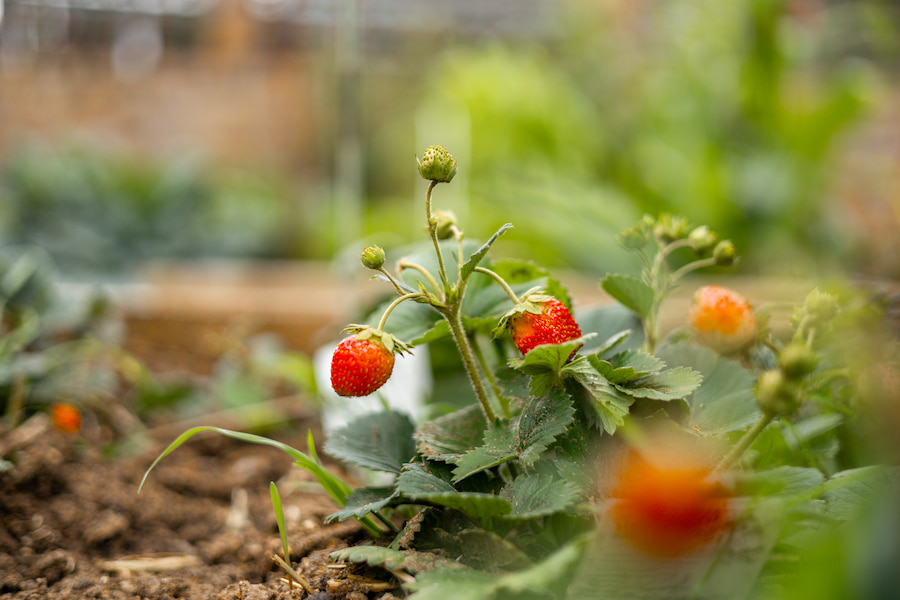 A close up of the strawberries.
