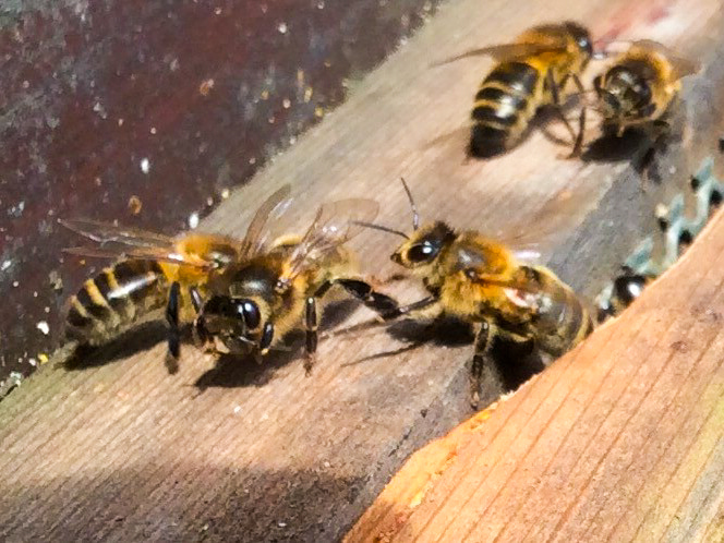 An up close image of the bees