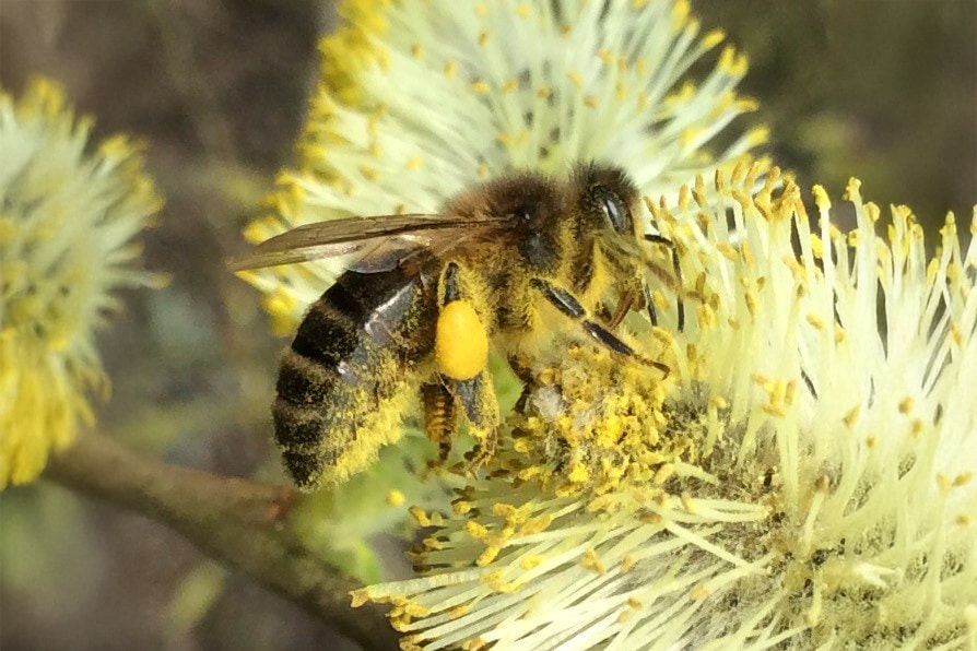 A bee sitting on a flower with pollen stuck to it.